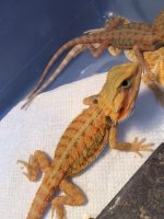 Hypo Trans Male 3.jpg
