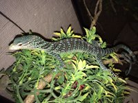 Blue Tree Monitor sm.jpeg