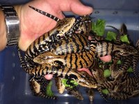 Halmahera Blue TOngue Skinks1.jpeg