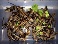 Halmahera Blue Tongue Skinks.jpeg