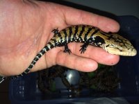 Halmahera Blue Tongue Skinks2.jpeg