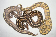 orange ghost 2014 babies.jpg