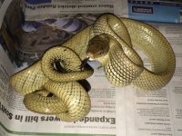 blk tail ratsnake.jpeg