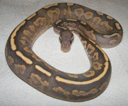 fire yellowbelly cinnamon orange ghost 3.jpg