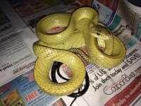 blk tail rat snake2.jpeg