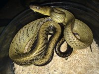 blk tail ratsnake1.jpeg