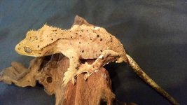 cookie 1.jpg