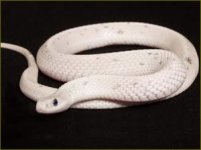 Eastern leucistic original paradox.jpg