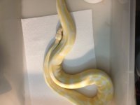 Albino 3.jpeg