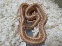 Plains high red Nebraska albino adult female in shed 5.jpg