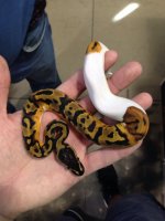 2Piebald1.jpg