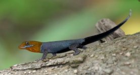 Gonatodes Albogularis Fuscus Isla Grande For Posting Shot.jpg