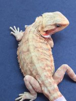 Hypo trans leatherback 1.jpg
