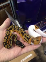 1Piebald.jpg