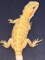 Hypo trans leatherback 2.jpg