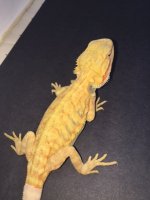 Hypo trans leatherback 3.jpg