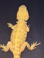 Hypo trans leatherback 4.jpg