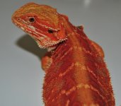 CSC_0252.jpg