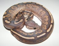 cinnamon fire yb ghost 2014 male small.jpg
