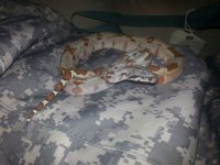 hypo j.jpg