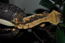 CSC_0366.jpg