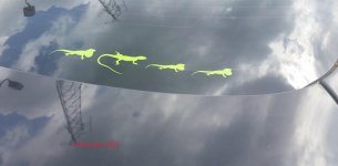 anole families.jpg