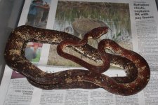 Calico ATB Fm.jpg