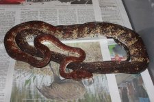Calico ATB Fm1.jpg