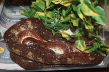 Calico ATB Fm3.jpg