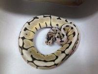 desert_spider_f_3d113491-ffc8-491f-852f-29d11951c893_large.jpg