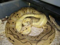 Pastel Banana x Clown 4-9.jpg