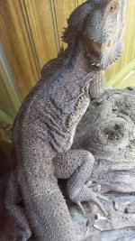 dragon1.jpg