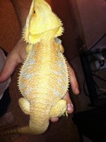 dragon.jpg