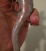 ventral.jpg