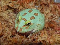 green_pacman_frog_29.99__74106.1407445664.1280.1280.jpg