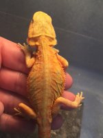 Hypo trans leatherback male 2.jpg