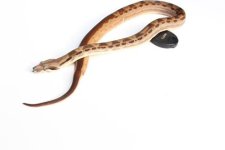 2014 male hypo motley.jpg
