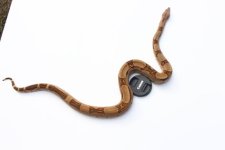 2014 female hypo cyclone.jpg