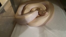 ivory.jpg