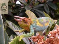 Trioceros Johnstonii Male.jpg