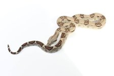 2015 male cyclone het sharp.jpg