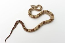 2015 Female 100% het VPI T+.jpg