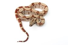 2015 Female Hypo.jpg