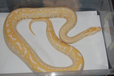 DSC_0785.jpg