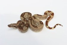 2015 hypo cyclone.jpg