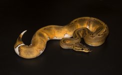 Pinstripe Pied.jpg