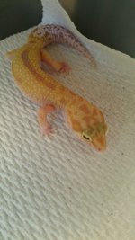 20 Gram Raptor.jpg