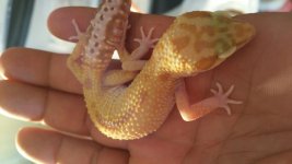 Snake Raptor1.jpg