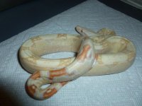 Albino Female het Anery 3 002.jpg