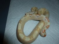 Albino Female het Anery 3 003.jpg